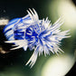 Blue and White Cave Jelly XL Marble (60mm)