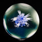 Blue and White Cave Jelly XL Marble (60mm)
