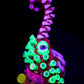 Jet Black / Slime / Lucy / Citrine / Nova / Glowstick Saltacc WhipCurl